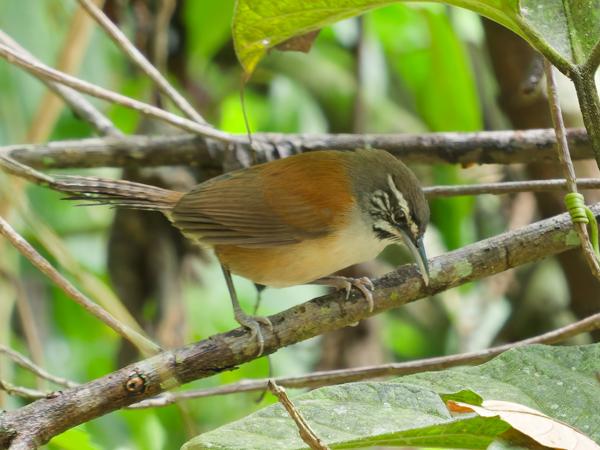 Knevelwinterkoning (Pheugopedius genibarbis)